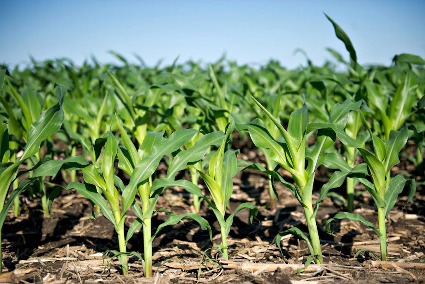 A cornfield in Illinois. Both Rep. Collin Peterson and Sen. Amy Klobuchar support crop insurance.