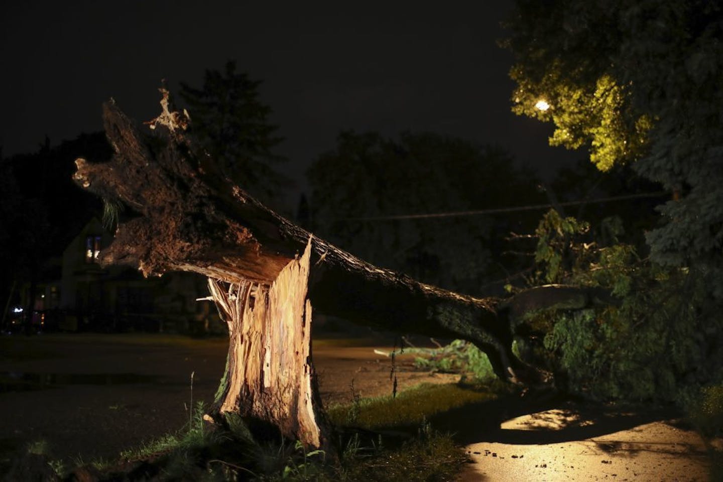 A downed tree on 5th Street and 7th Avenue NE. in Minneapolis after the storms Tuesday night.