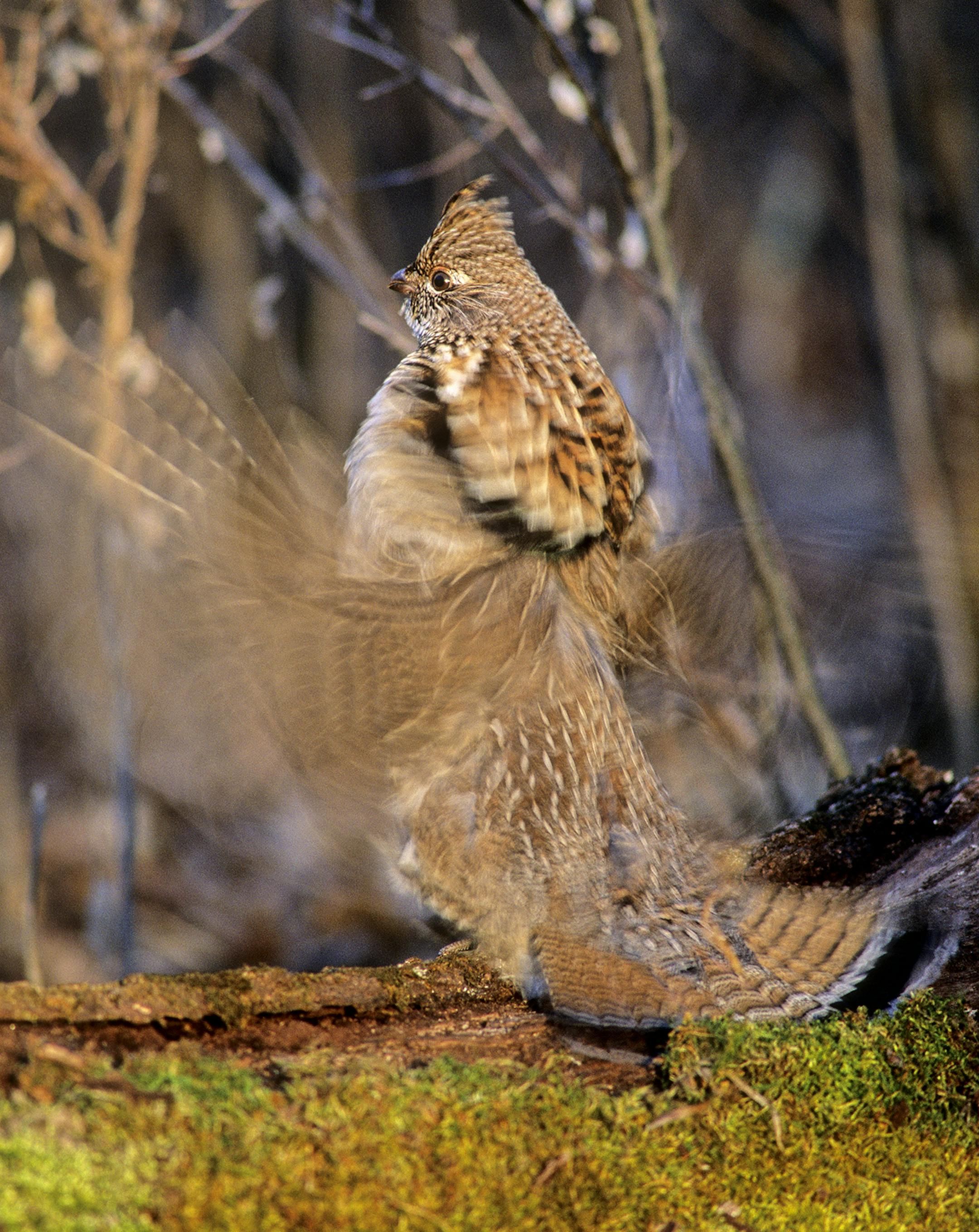 The dull, thud, thud, thud of a male ruffed grouse drumming to attract a mate is one nature's most unique sounds.