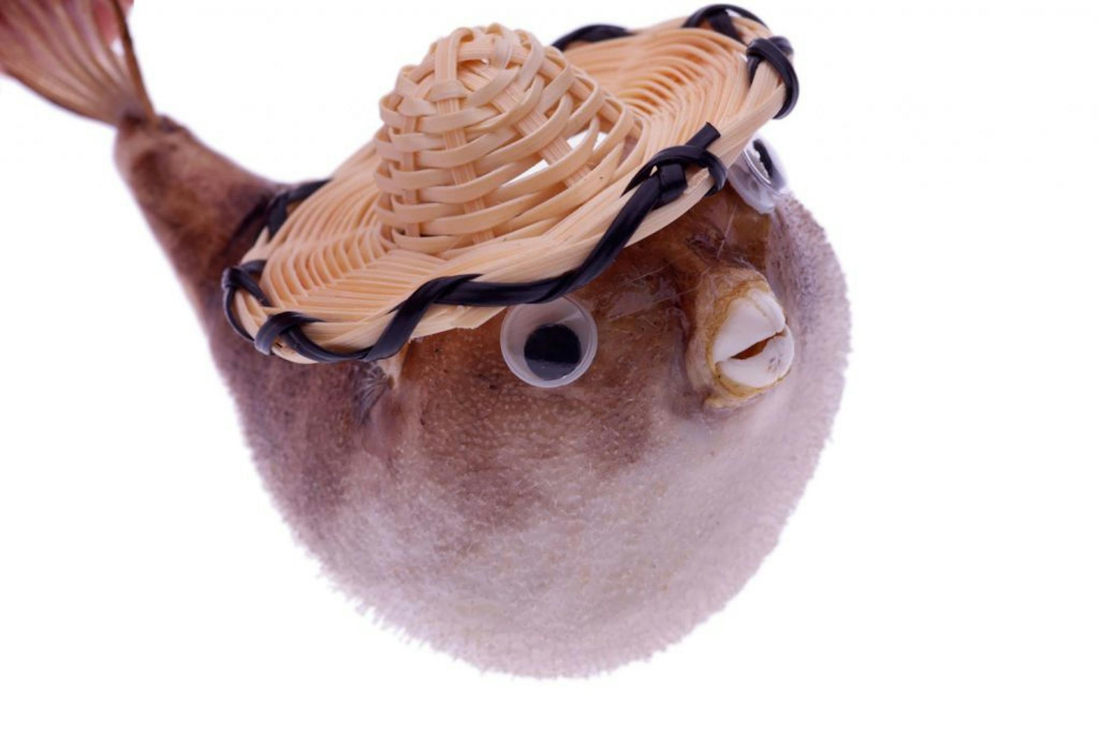 Blowfish in a sombrero from www.crapsouvenirs.com.