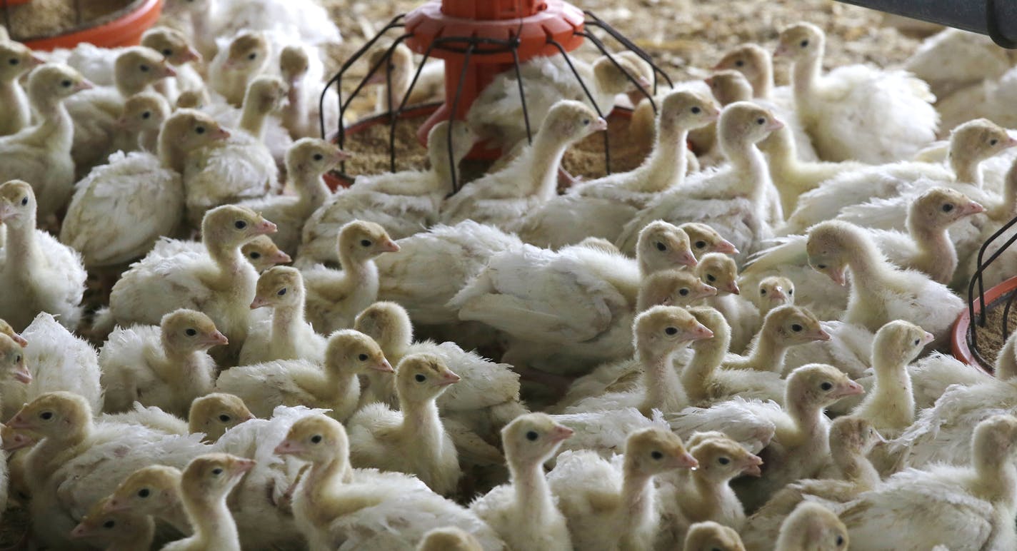 In this Monday, Oct. 16, 2017 photo, baby turkeys stand in a poult barn at Smotherman Farms near Waco, Texas. The farm is involved in a pilot project by Cargill's Honeysuckle White brand that allows consumers to be able to find out where the turkeys they buy are raised. (AP Photo/LM Otero)