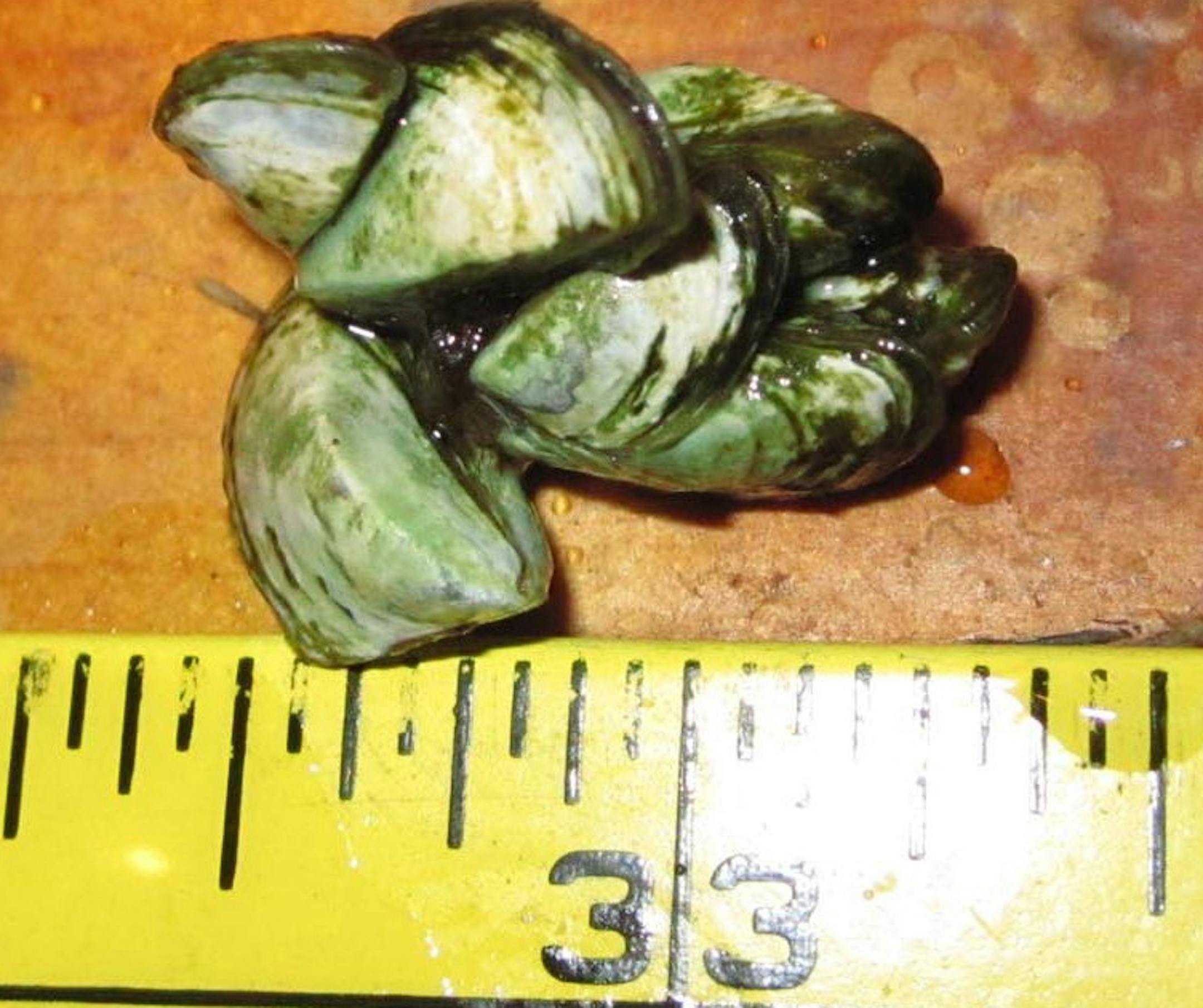 Zebra mussels from Crooked Lake.