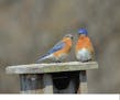 A pair of Eastern bluebirds perch close to each other on a nestbox.