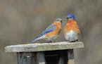 A pair of Eastern bluebirds perch close to each other on a nestbox.