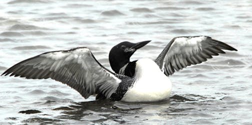 A common loon on the water stretches its wings wide.