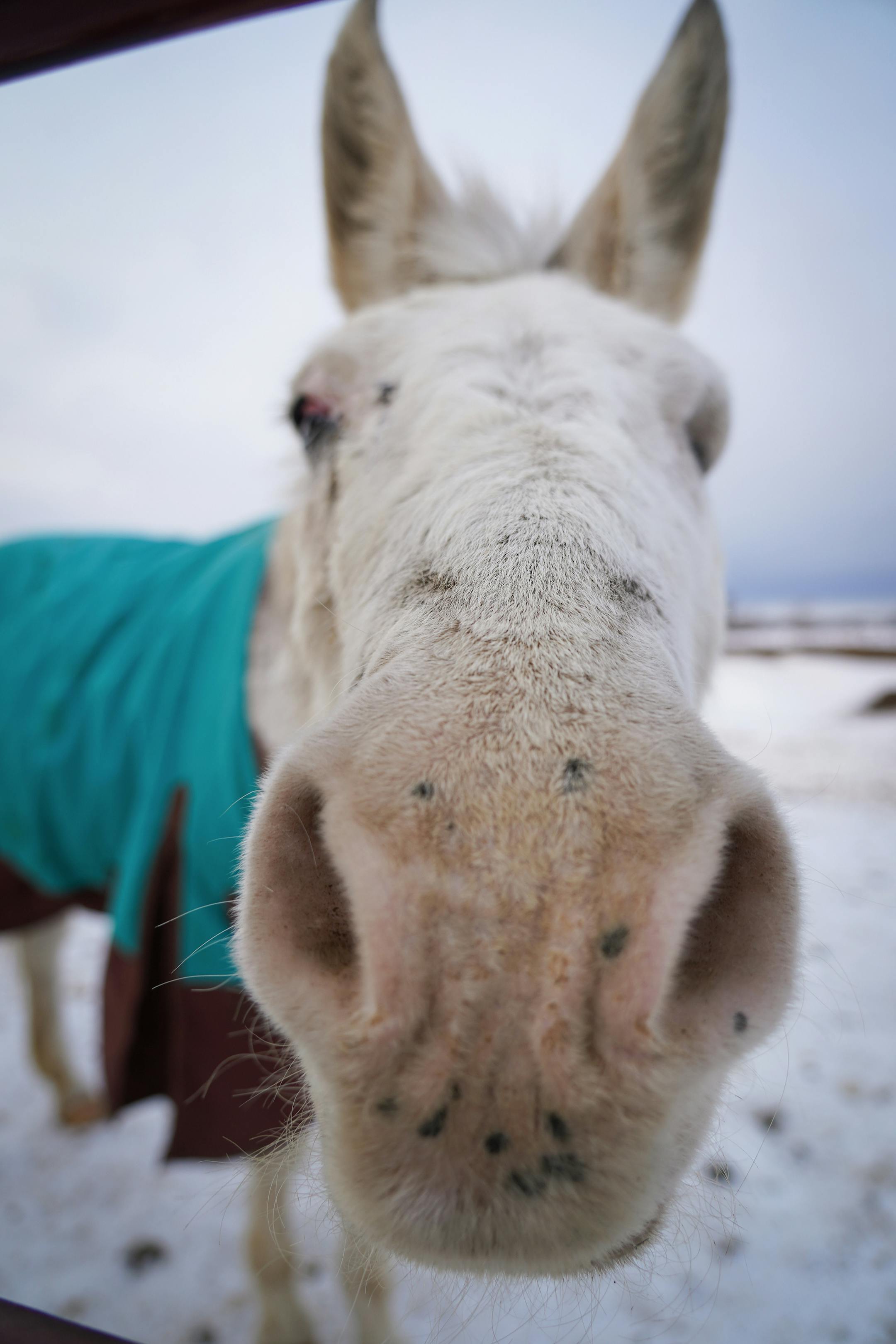 Rana the mule is living out her final years with plenty of love and care at Save the Brays Donkey Rescue. Rana, who has lost one eye and her hearing, is more than 40 years old.