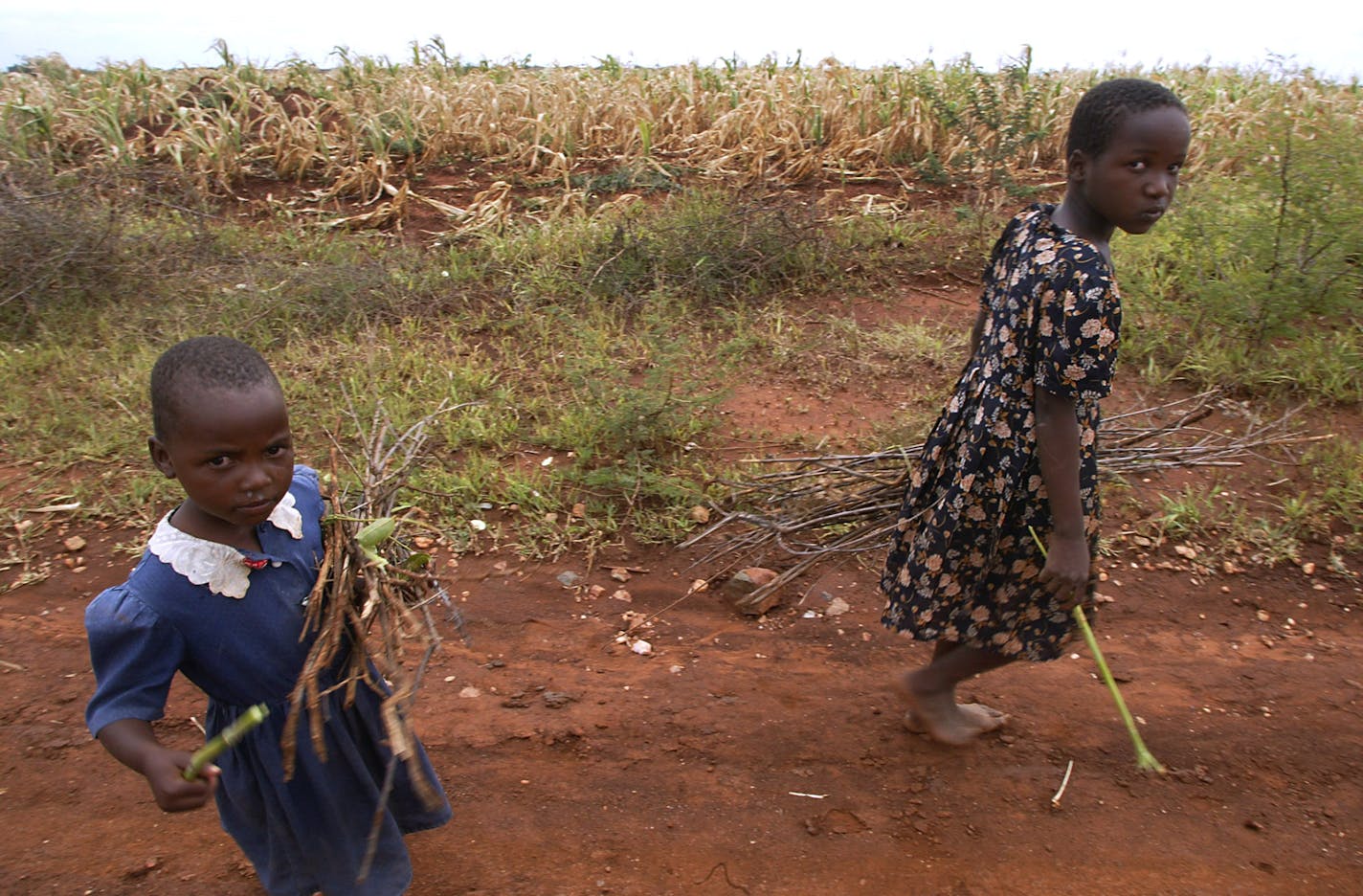 Children who did not want to give their names carry firewood close to the town of Bulawayo, Zimbabwe on Wednesday, March 30, 2005. Political parties in Zimbabwe held final rallies Wednesday to press supporters to turn out in large numbers for legislative polls that they hope will help resolve an economic and political crisis gripping the country.(AP Photo/Schalk van Zuydam) ORG XMIT: SVZ102