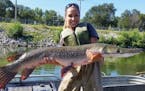 This Aug. 12, 2015 photo provided by the Illinois Department of Natural Resources shows IDNR biologist Nerissa McClelland holding alligator gar collec