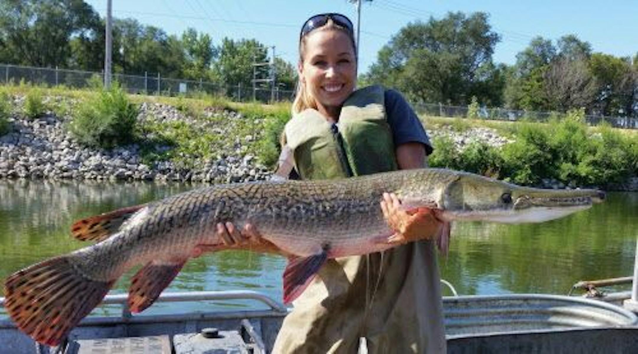 This Aug. 12, 2015 photo provided by the Illinois Department of Natural Resources shows IDNR biologist Nerissa McClelland holding alligator gar collected during a sampling survey at Powerton Lake in Powerton, Ill. Biologists are restocking alligator gar in several states where it disappeared about a half-century ago, partly in the hope that it will be a powerful weapon against Asian carp.