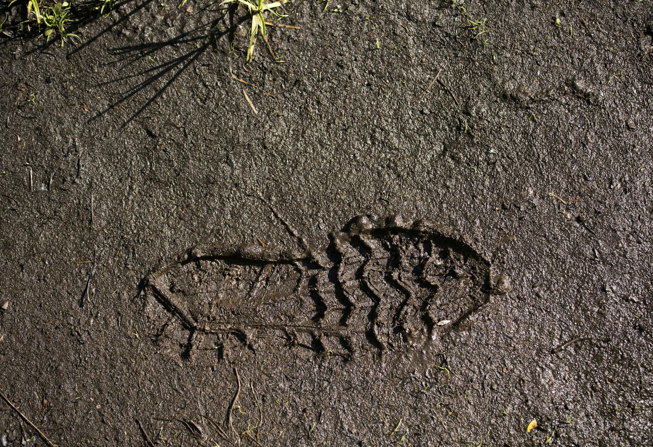Day-17 - McManus tracks in the mud. ] Grand Marais to Lake Walk
Superior Hiking Trail.
BRIAN PETERSON ¥ brian.peterson@startribune.com
Superior Hiking Trail, MN 06/18/2018
