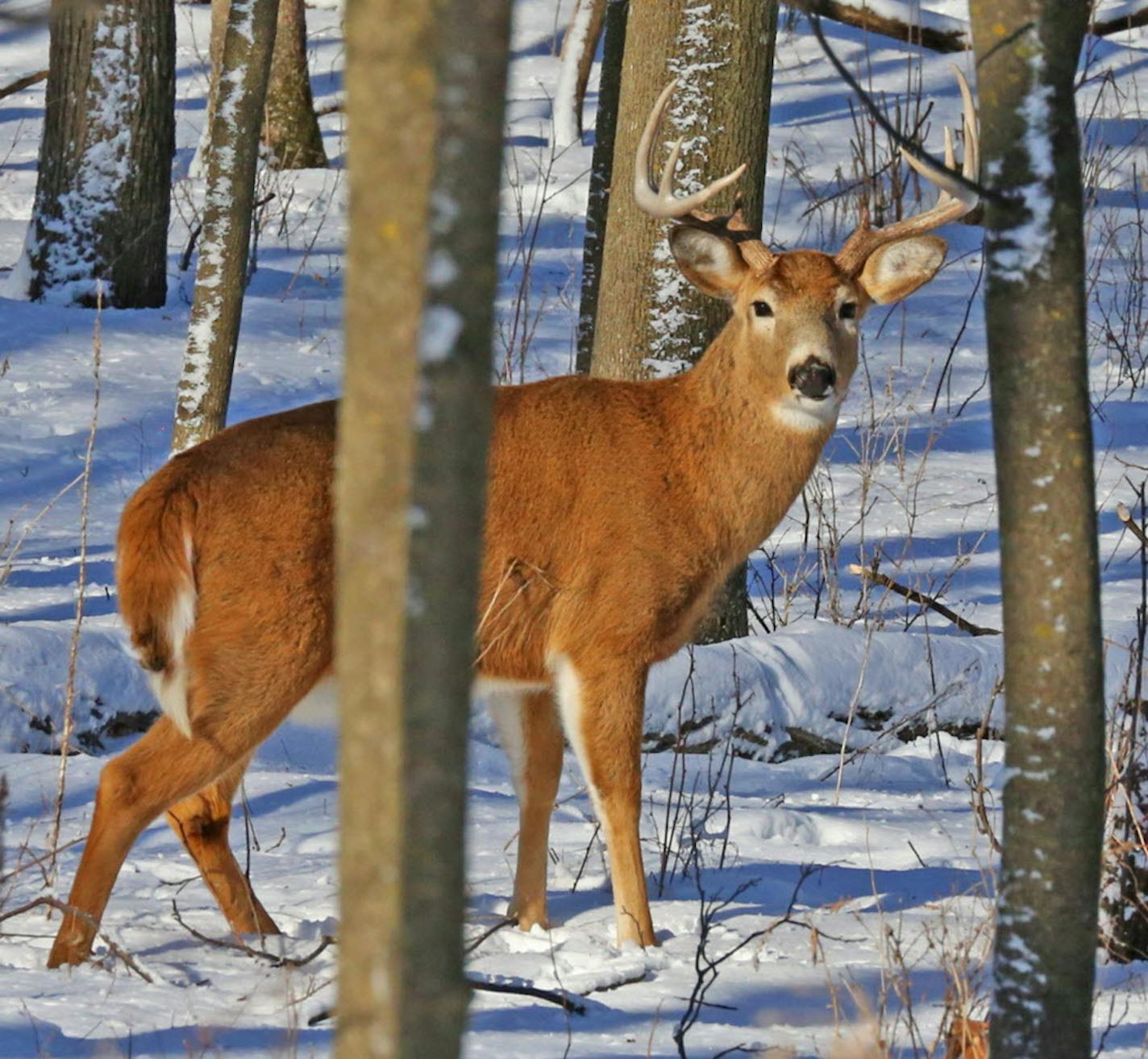 A whitetail buck