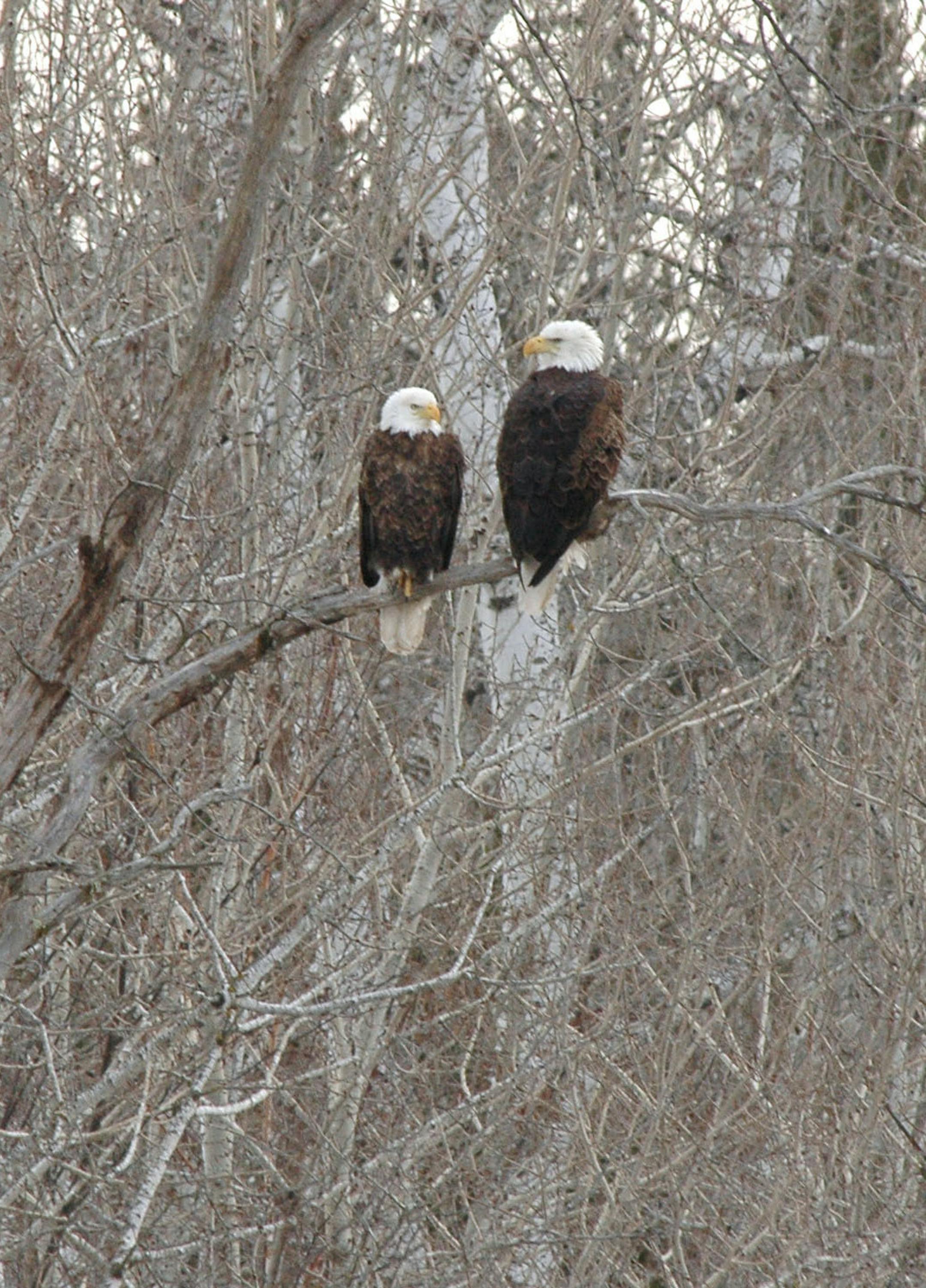 A vigilant pair of eagles guards their nest. credit: Jim Williams