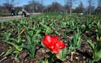 "Generations pass, but nature is permanent, to paraphrase Ecclesiastes," David Banks writes. Above, a lone tulip bloomed as walkers and runners made t