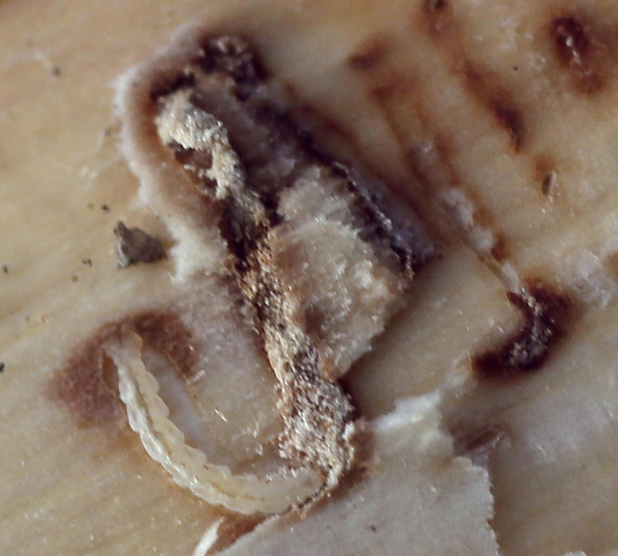 Larvae kill their host trees by severing tissues just under the bark. Above, the tell-tale signs.