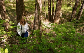Star Tribune reporter Chloe Johnson scans the ground in search of morels during a mushroom foray put on by Mike Kempenich of The Gentleman Forager Sat