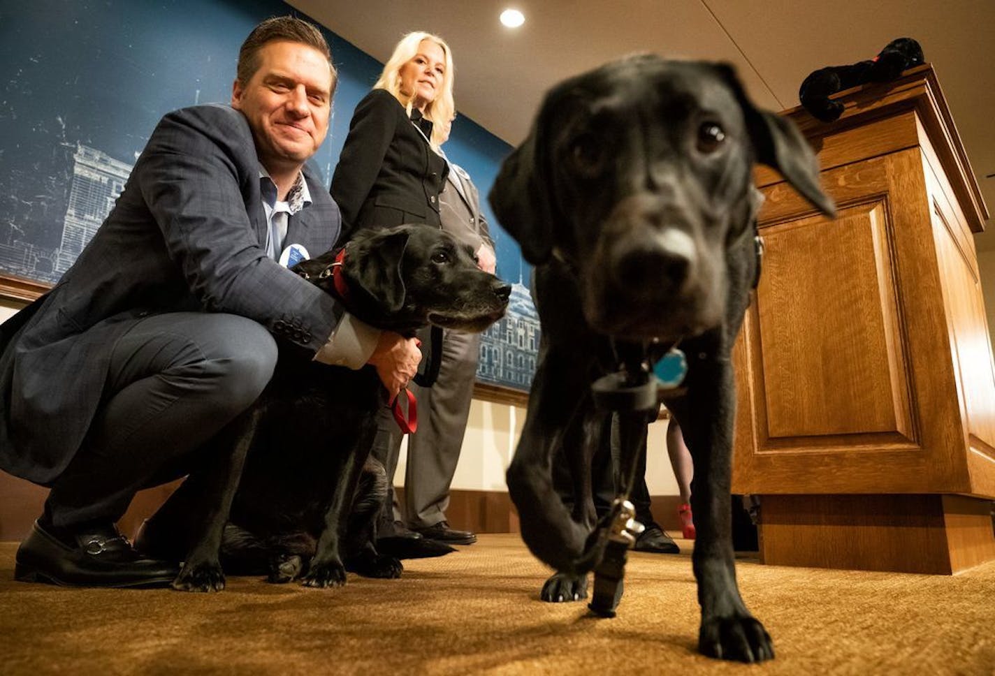 Minority Leader Kurt Daudt, R-Crown, held his black lab Lucy while service dog Daniel from Pawsitivity Service Dogs, checked out the press conference room at the State Capitol. Republicans unveiled 'Raven's Bill' today naming the Labrador Retriever as the official dog breed of Minnesota.