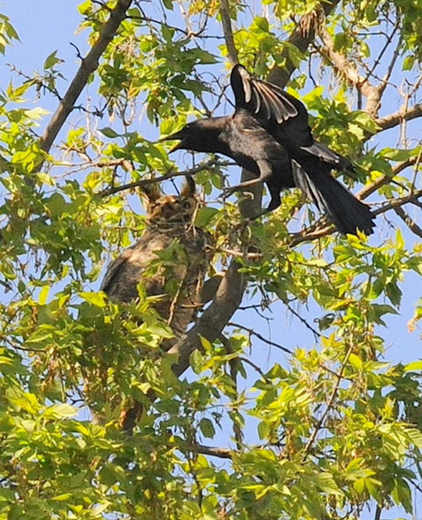 A crow flies at an owl perched on a branch.