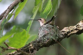 A ruby-throated hummingbird sits on her nest on a tree branch.