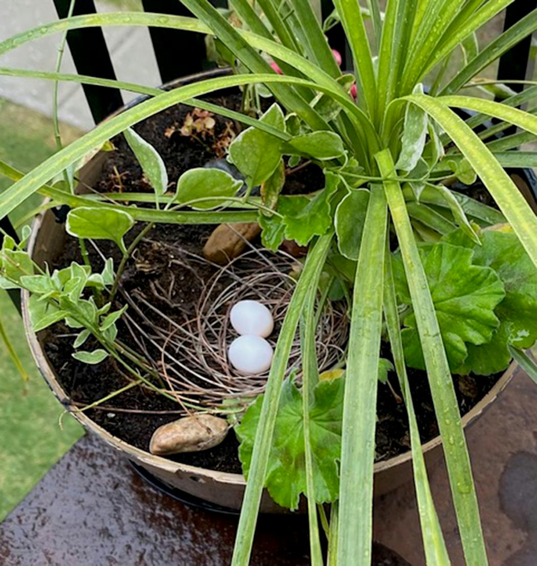 The eggs in the nest. Unlike most eggs laid in open nests, mourning dove eggs are bright white. 