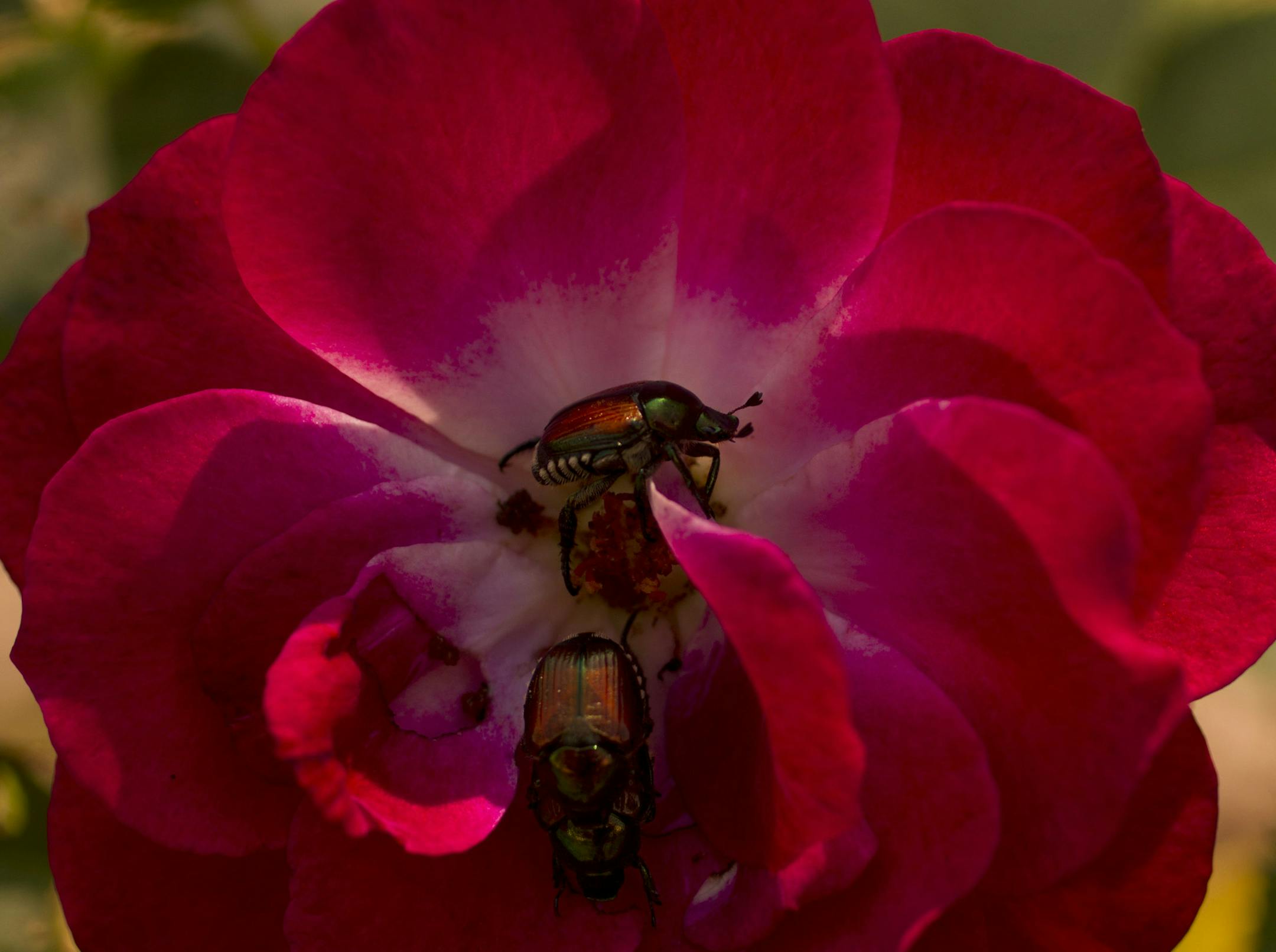 Japanese Beetles fed on rose blossoms from the Knock Out variety Friday afternoon July, 29, 2011 at the Rose Garden near Lake Harriet in Minneapolis, Minn. The beetles, which arrived in the U.S. from Japan in 1916, have been devouring flowers, but especially roses in the Rose Garden in the pas several years. ] JEFF WHEELER &#x201a;&#xc4;&#xa2; jeff.wheeler@startribune.com