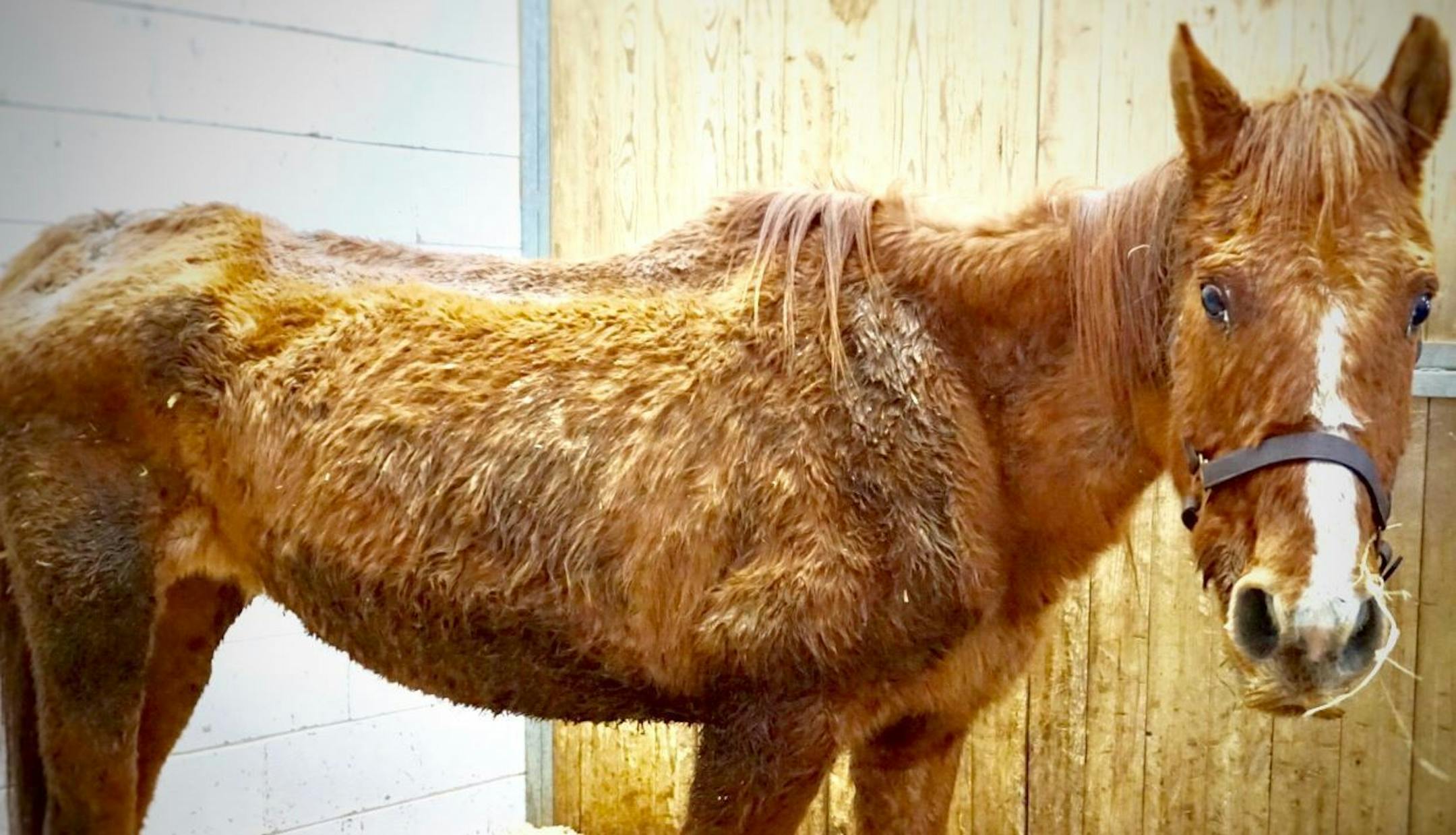 One of several neglected horses removed from a southern Minnesota property.