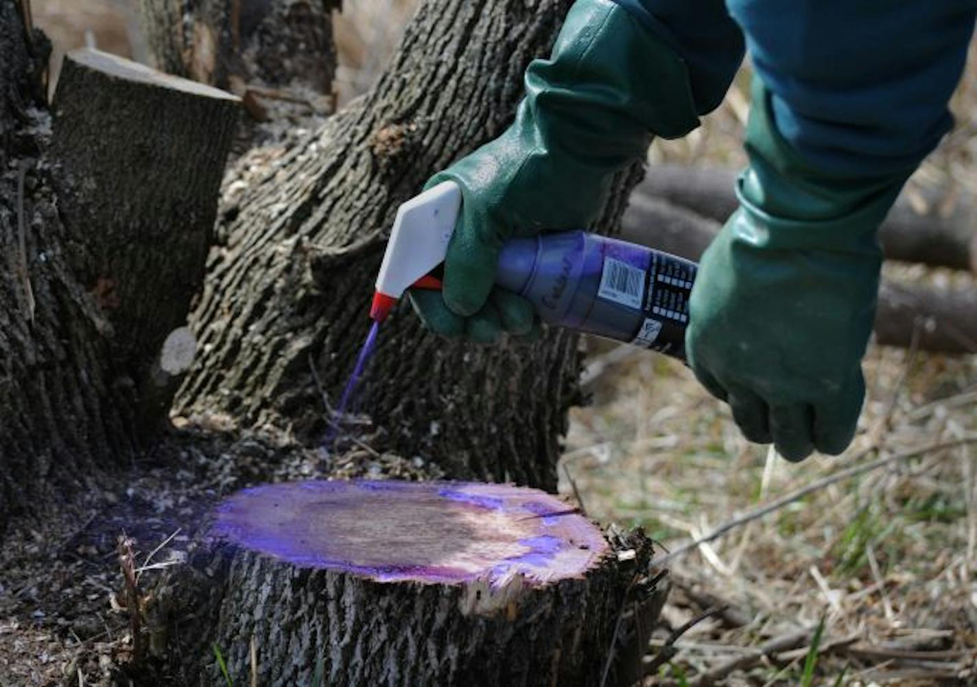 Jim Hinderman, a DNR employee, sprayed herbicide on the stumps to try to prevent the trees from resprouting.