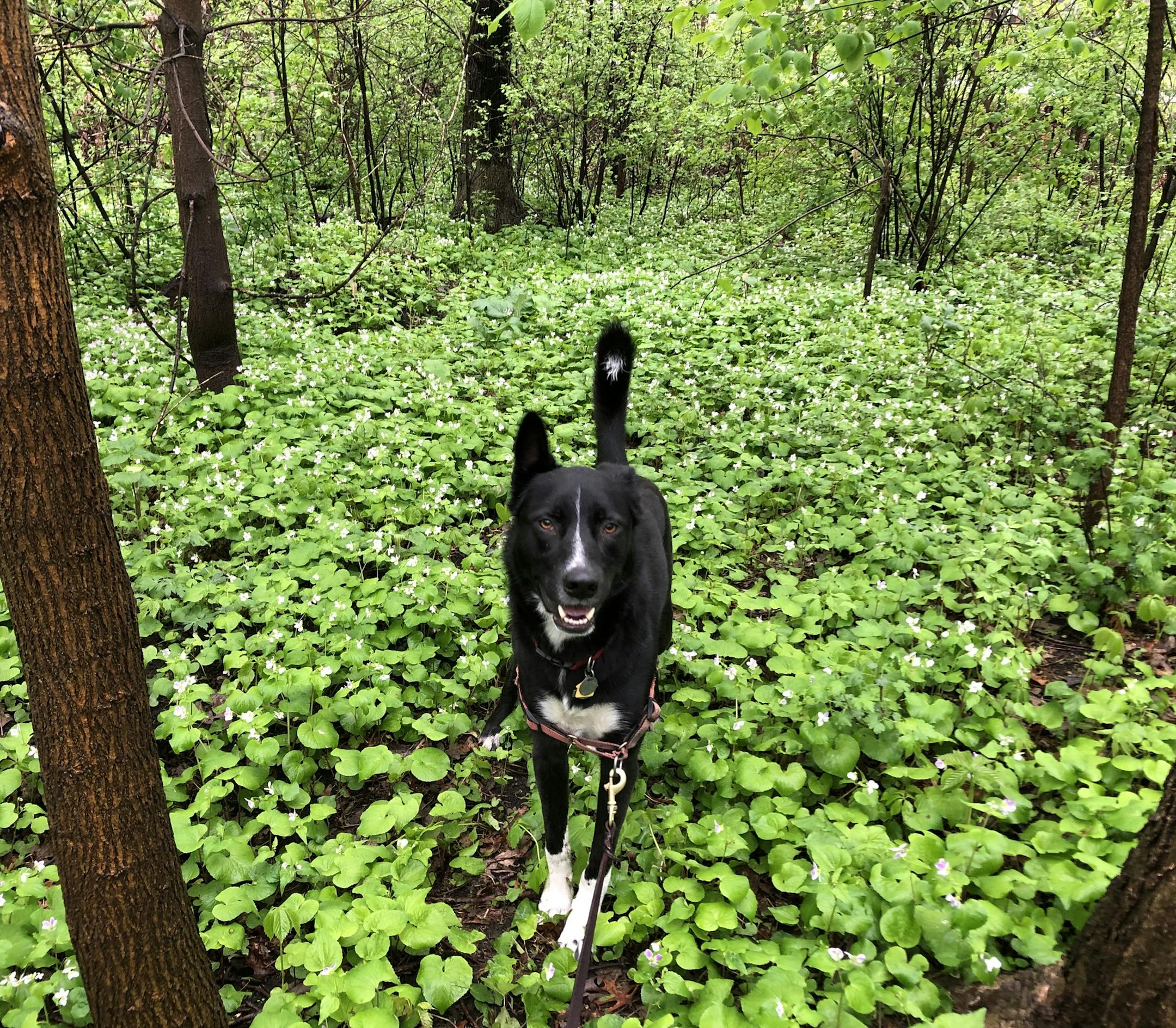 Angus is happier when he is given a lot of space.