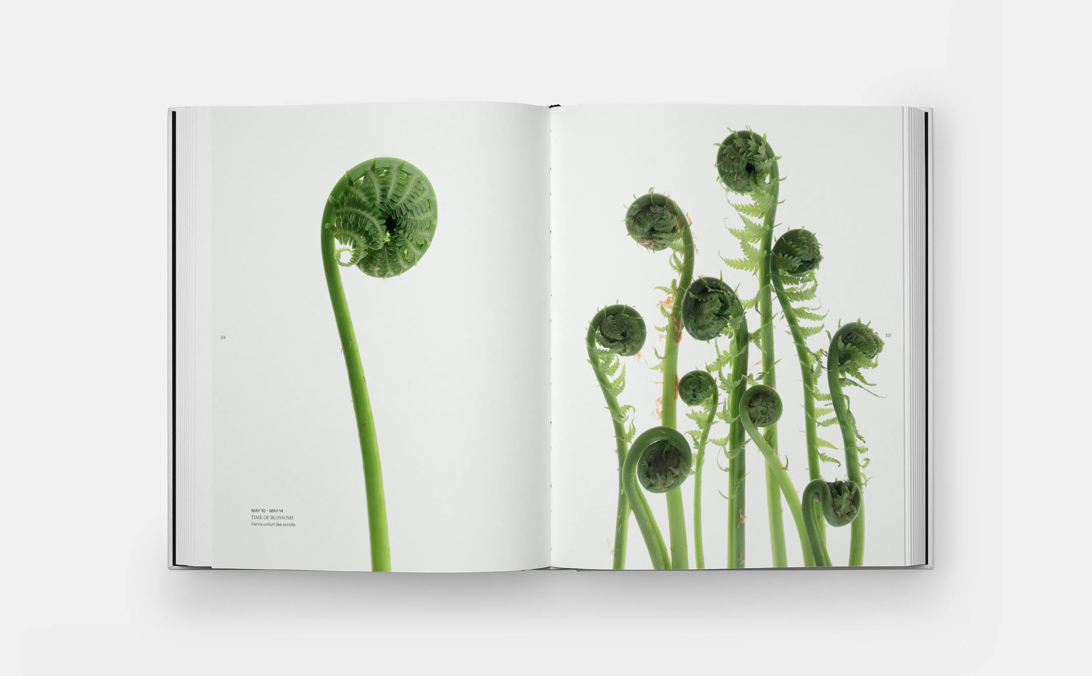Graphic arrangements of found nature items such as feathers, fish, and fiddleheads photographed by Mary Jo Hoffman from her new coffee-table book "Still."