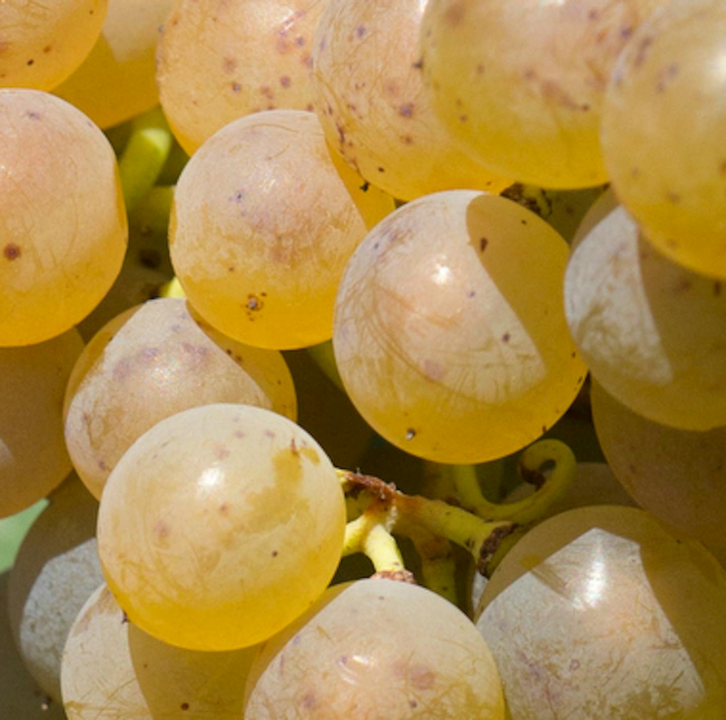 Itasca grape U of MN 73924.JPG The Itasca grape, which will be used to make dry white wines, is the latest in a series of cold-hardy cultivars released by the university that led to the nascent wine industry in Minnesota and other northern climates around the world.