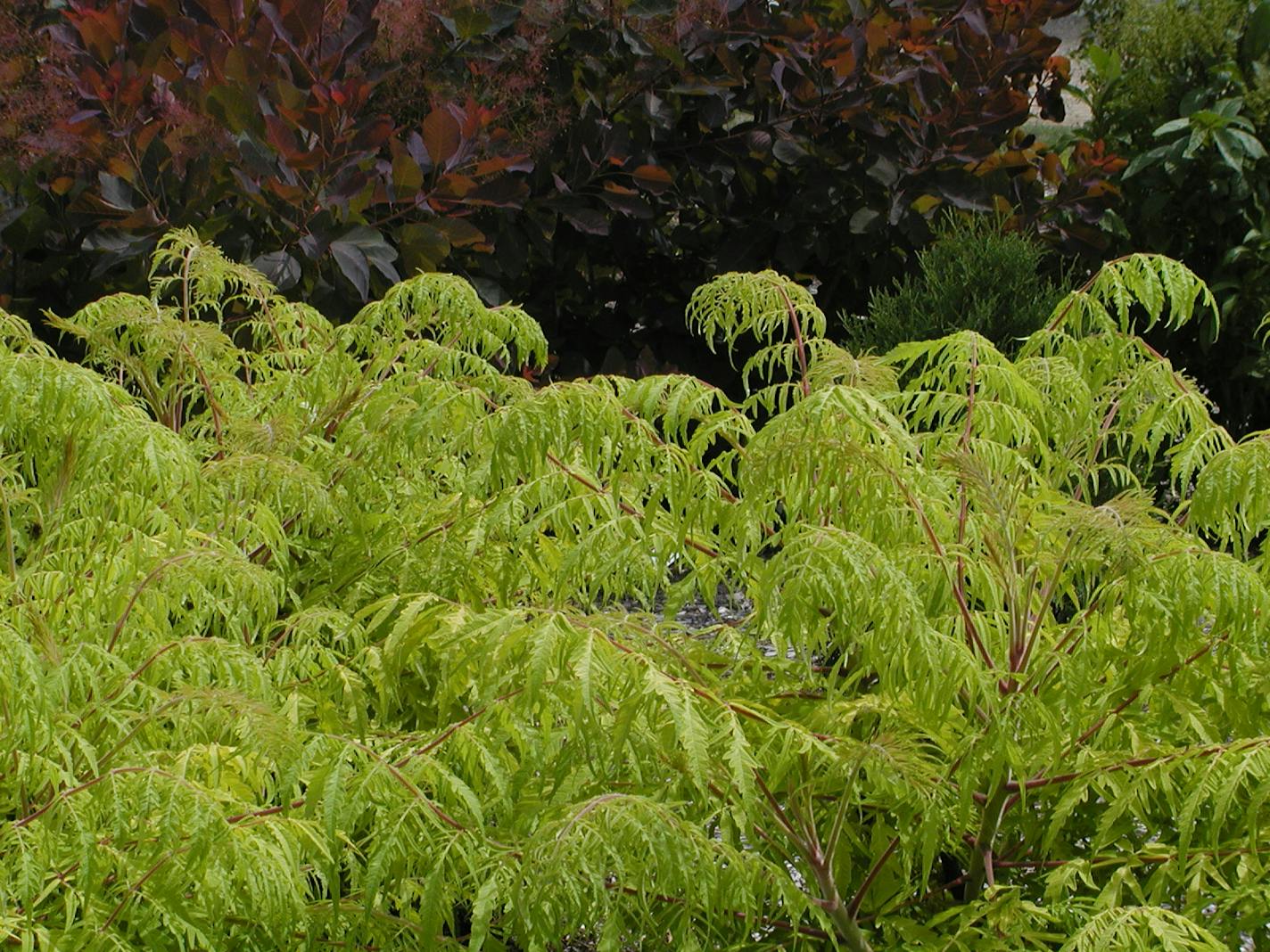 Tiger Eyes sumac