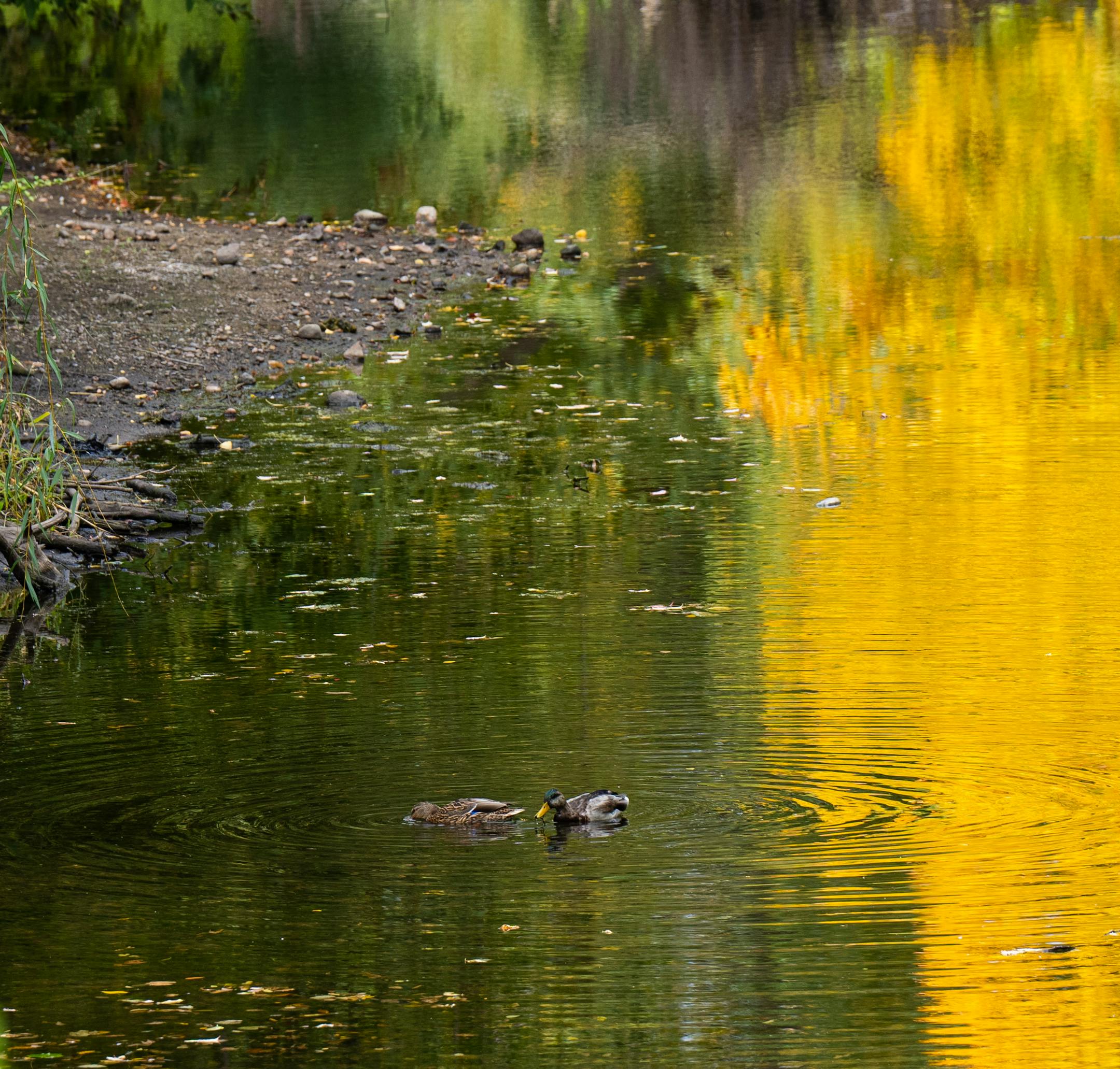 Mallards feed in Minneapolis on Minnehaha Creek.