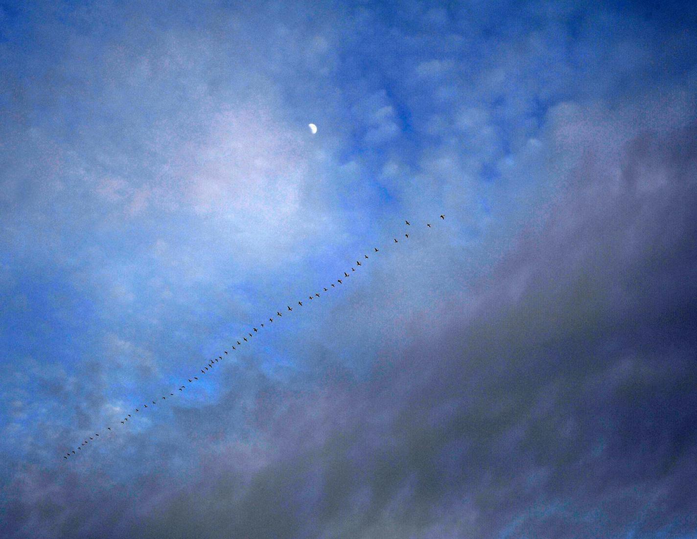 Large numbers of Canada geese pass high overhead on migration.