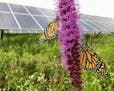 Monarch butterflies lit on a blazing star prairie plant at a ground-mounted solar array. Sites like this one offer high-quality habitat.