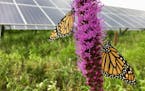 Monarch butterflies lit on a blazing star prairie plant at a ground-mounted solar array. Sites like this one offer high-quality habitat.