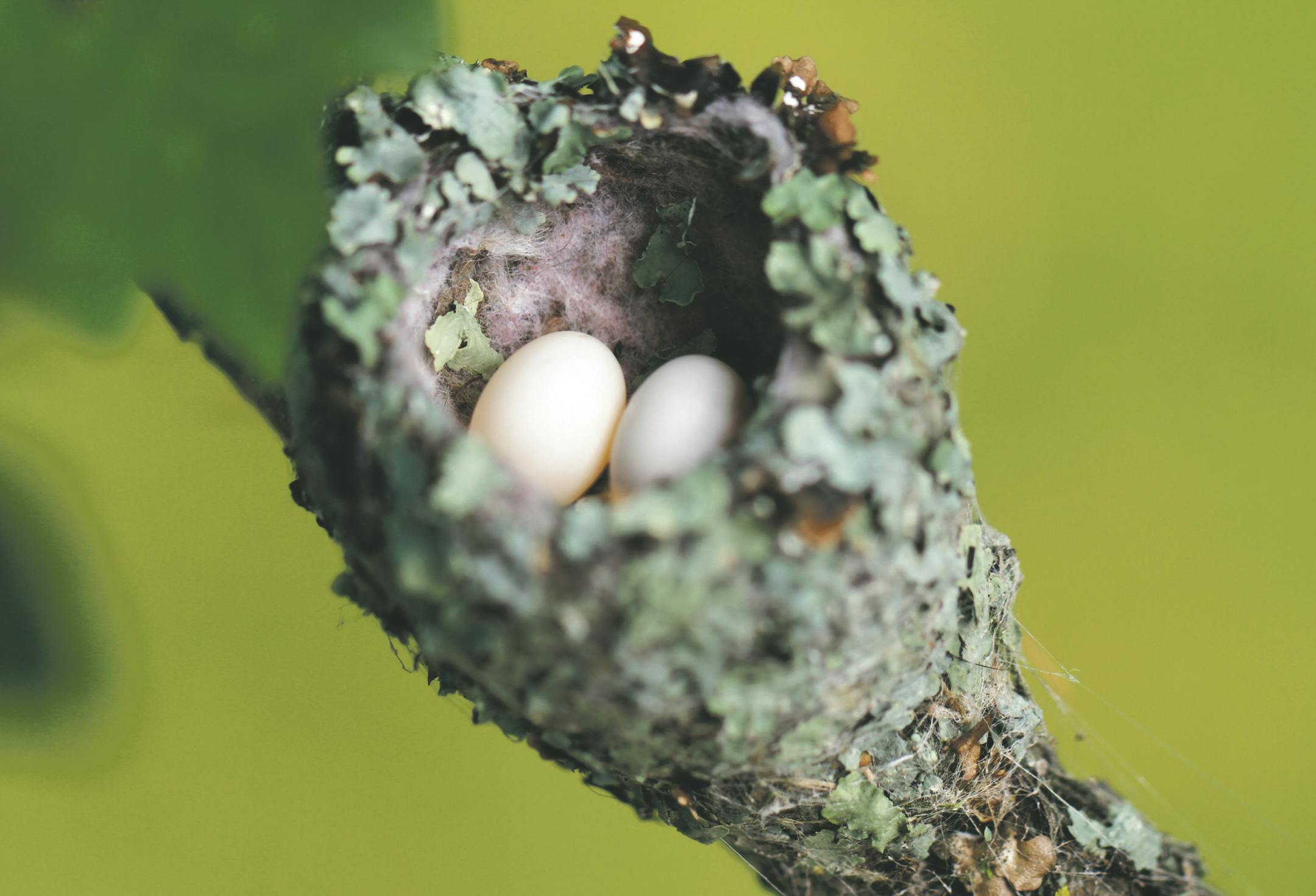 Photos by Don Severson A hummingbird nest is so tiny a 25-cent coin would cover the top.