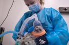 Dana Franzen-Klein, medical director at the Minnesota Raptor Center applied anesthesia to young barred owl. The young owl was found on a local golf co