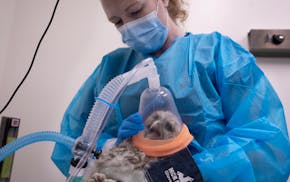 Dana Franzen-Klein, medical director at the Minnesota Raptor Center applied anesthesia to young barred owl. The young owl was found on a local golf co