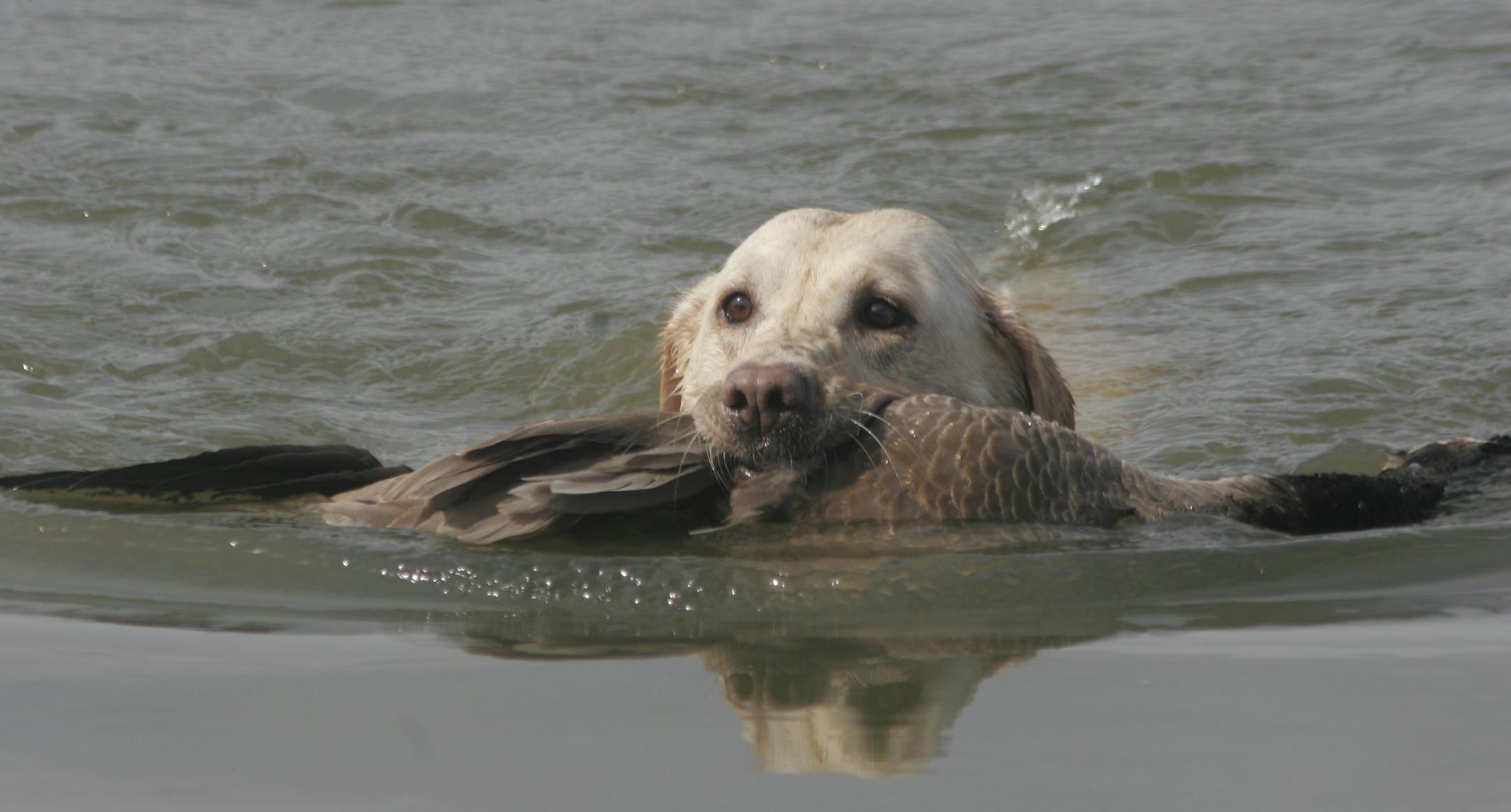 Doug Smith/Star Tribune; Sept. 6, 2008;Macy, a yellow Lab, retrieves a Canada goose felled during the opening of the September Canada Goose hunting season recently at Marsh Lake in western Minnesota.