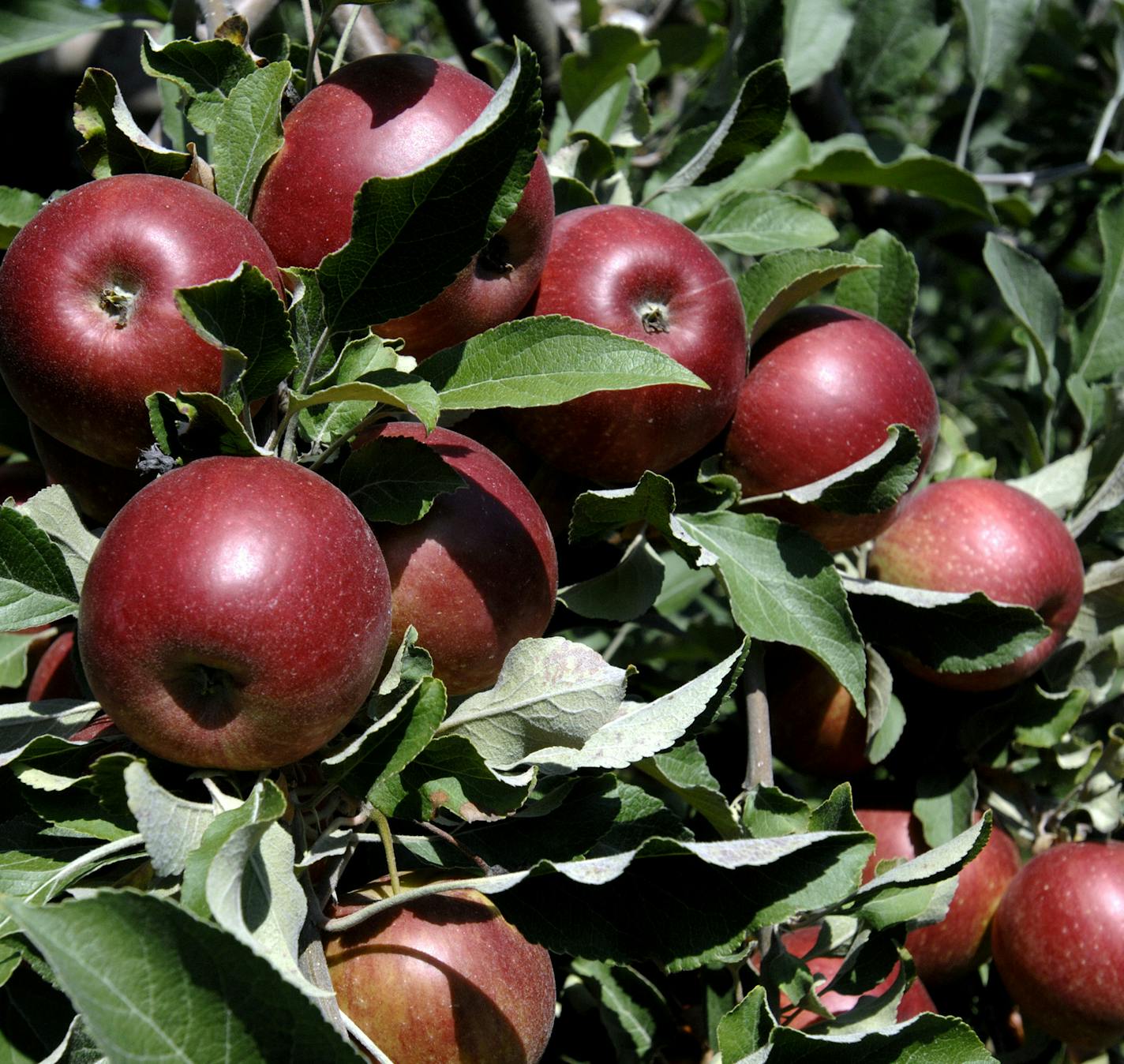 In this Aug. 29, 2013, photo, apples are ready for customers to pick at Kercher's Orchard in Goshen, Ind. (AP Photo/The Elkhart Truth, J. Tyler Klassen) ORG XMIT: MIN2013091014590980