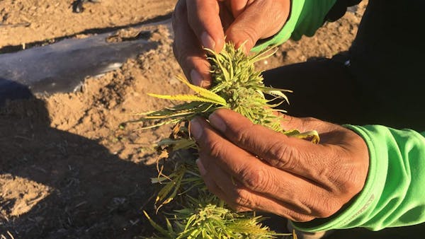 Alternative crops, such as hemp, that can be grown on small acreages at a profit are gaining ground.