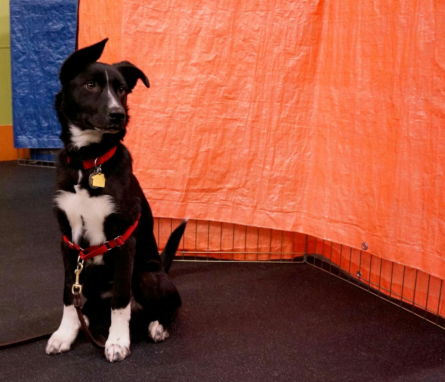 The screens in obedience school keep dogs like Angus from being distracted by the other dogs in class.