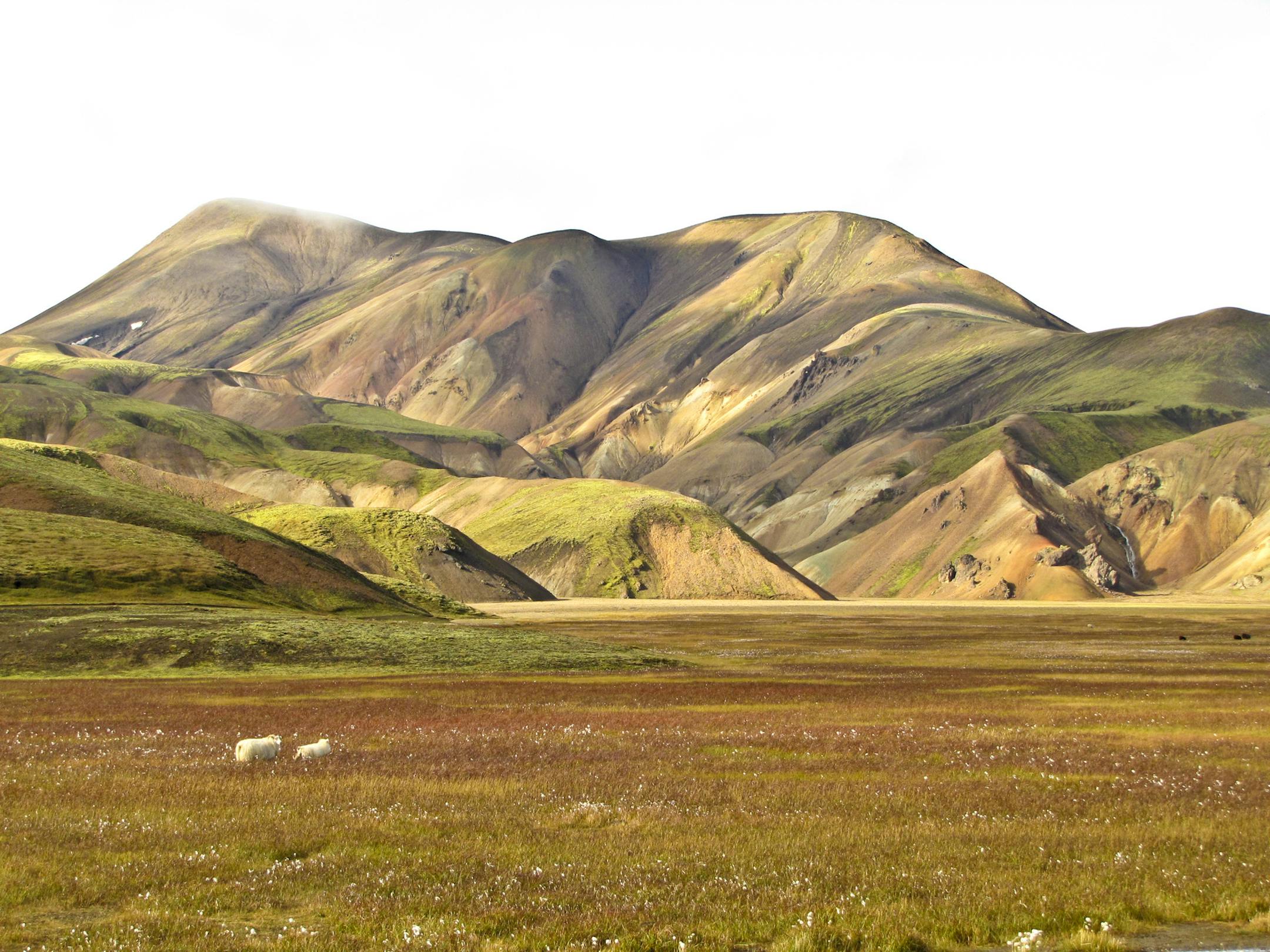 Sheep graze at the base of Iceland's colorful rhyolite mountains, a draw for hikers on the Laugavegur Trail.
Photo by Melanie Radzicki McManus * Special to the Star Tribune