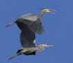 Photo by Jim Williams Two great blue herons leave their nighttime roost on the way to a day of hunting along the shore of a favorite feeding lake for 