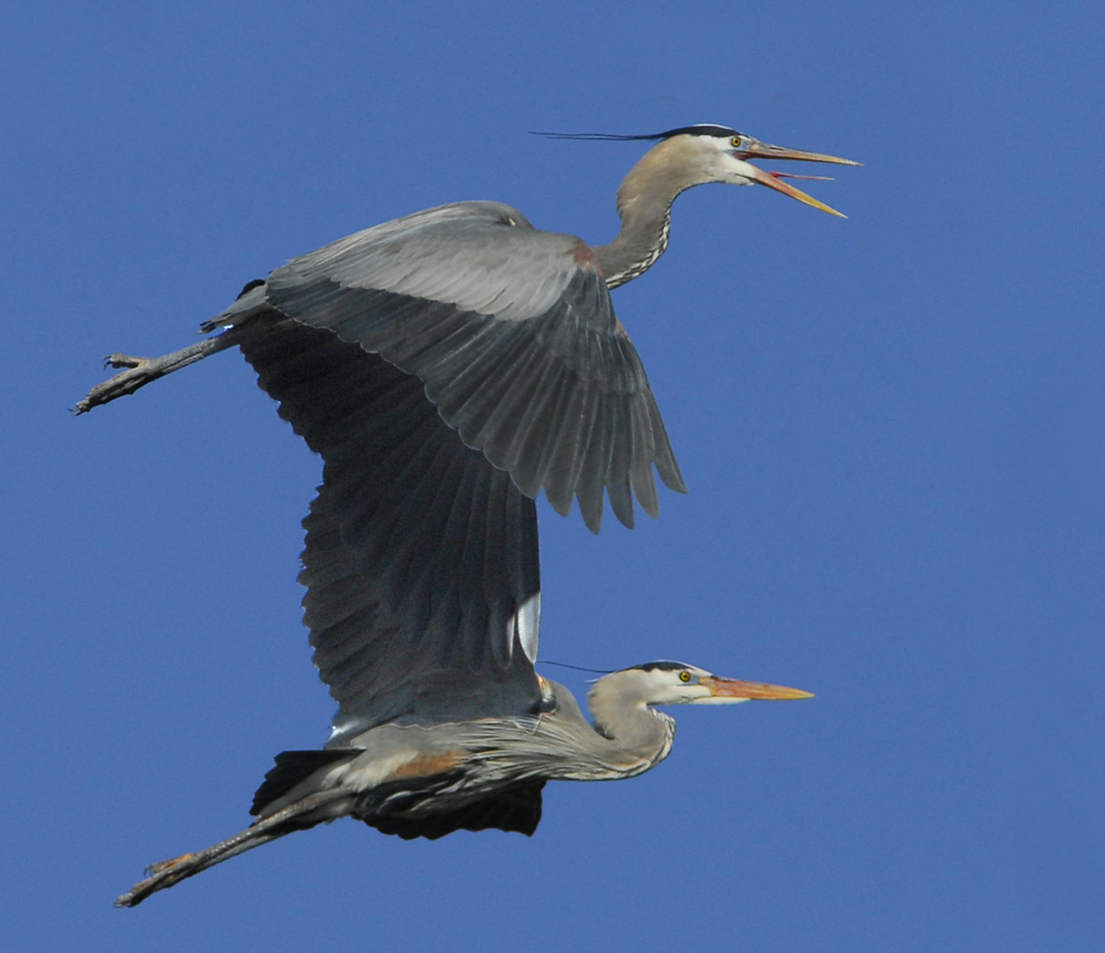 Photo by Jim Williams Two great blue herons leave their nighttime roost on the way to a day of hunting along the shore of a favorite feeding lake for fish and frogs.