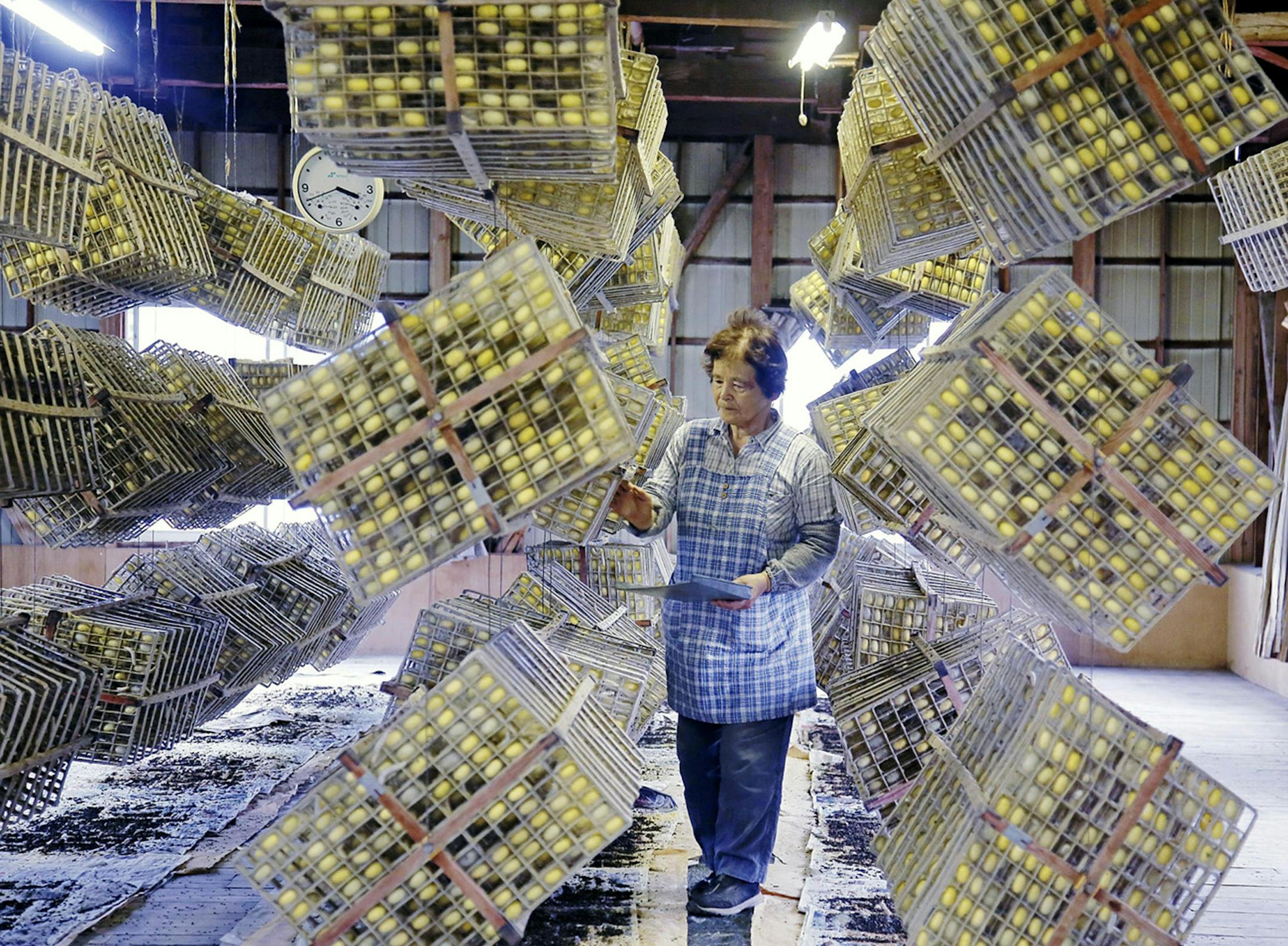 Chiyo Arisaka, 72, shifts silkworms that havenít entered a frame to make a cocoon to other frames in Annaka, in Japanís Gunma Prefecture. This year, she raised Gunma Kogane silkworms, an original species from the prefecture that produces shiny yellow raw silk. None of her daughters or sons-in-law plan to take over the job, as it is unprofitable. Illustrates JAPAN-SILK (category i), by Ryuzo Suzuki © 2014, The Yomiuri Shimbun. Moved Friday, Oct. 31, 2014. (MUST CREDIT: Ryuzo Suzuki