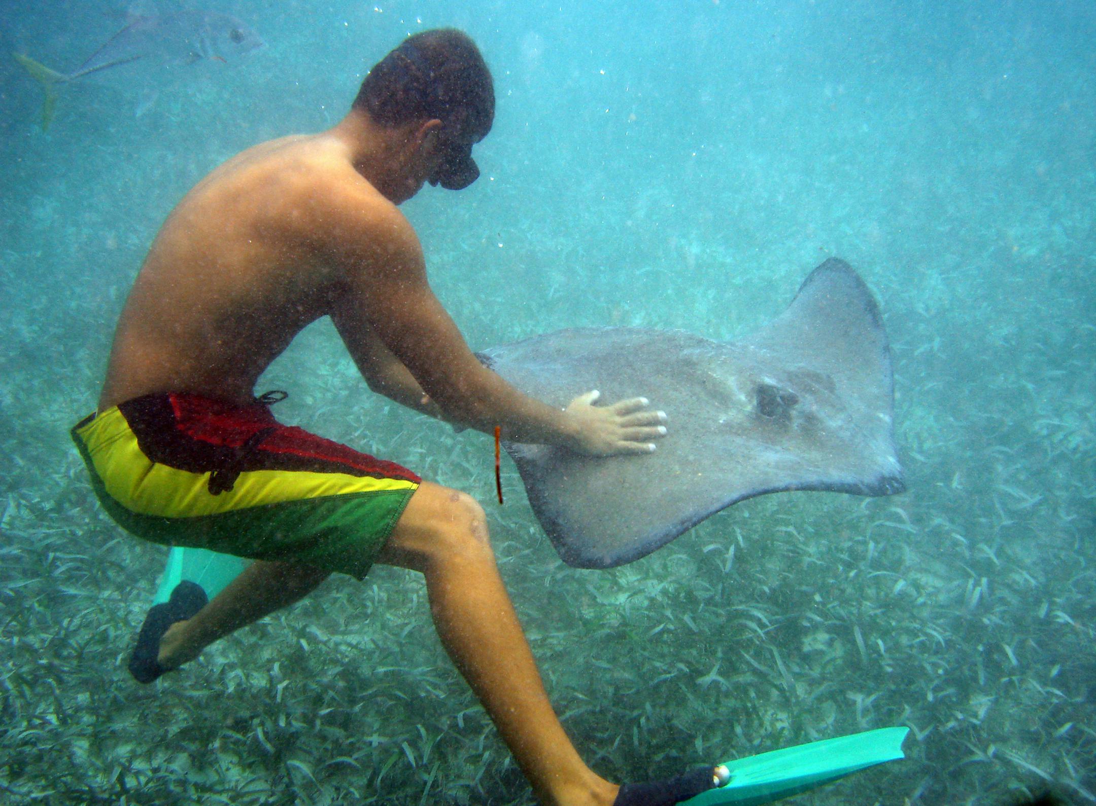 Snorkeling at Shark Ray Alley, I think the name tells you all to need about what you will see there. The first thing our snorkle guide, Jody does is throw chum (AKA fish heads) into the water to attract sharks and rays to the boat. Here Jody as handeling one of the many stingrays we saw.