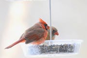 A pair of cardinals feed on sunflower seeds. Jim Williams photos