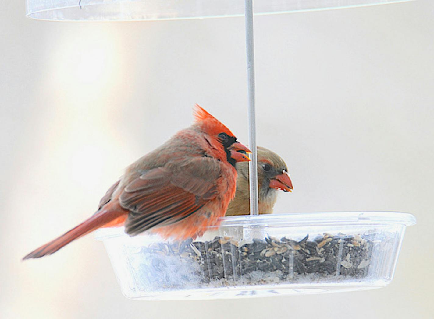 A pair of cardinals feed on sunflower seeds. Jim Williams photos