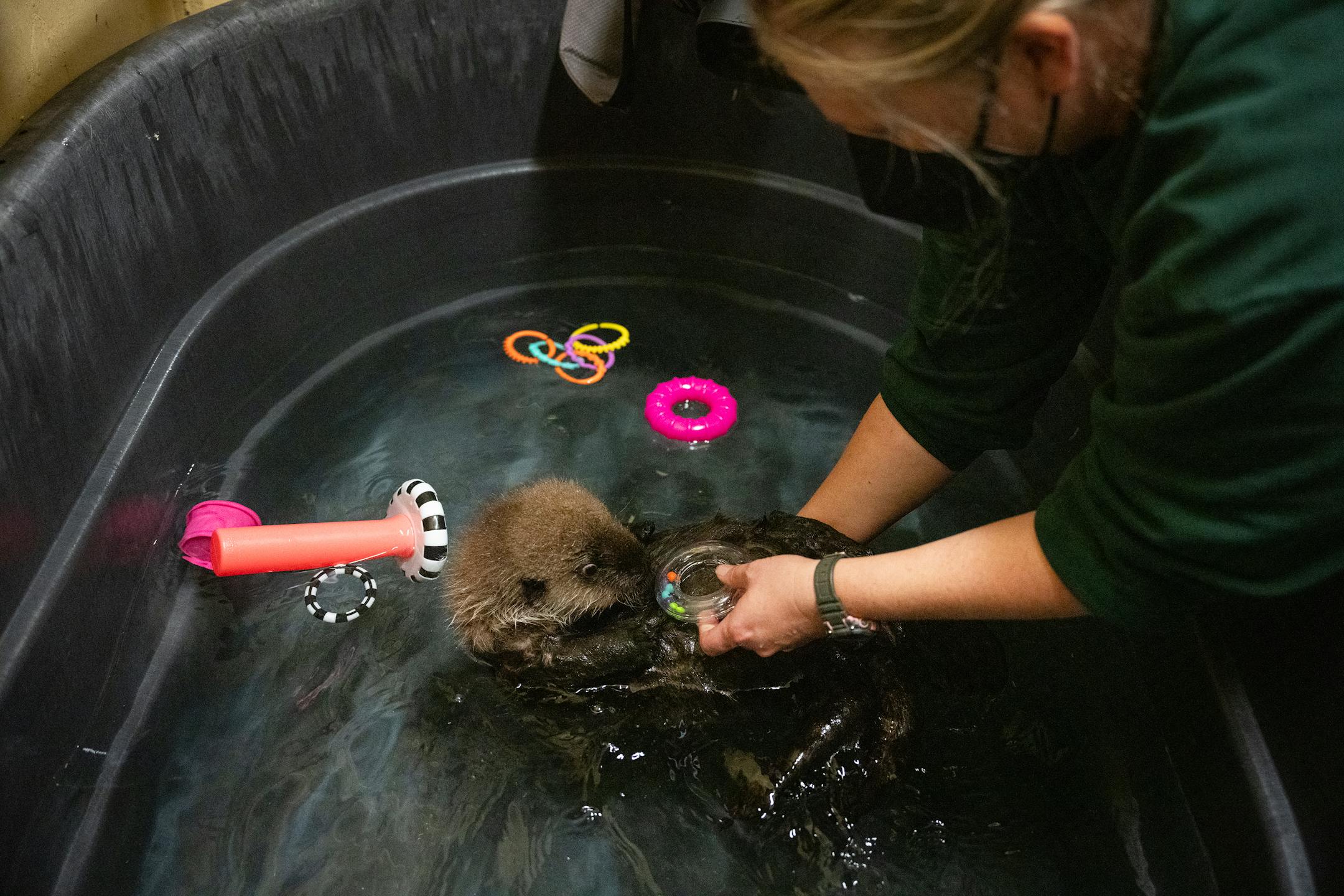 Zookeeper Christine Stich gives a baby toy to seven-week old otter pup Nuka while she was swimming in her pool at the Minnesota Zoo in Apple Valley, Minn., on Wednesday, Oct. 25, 2023.