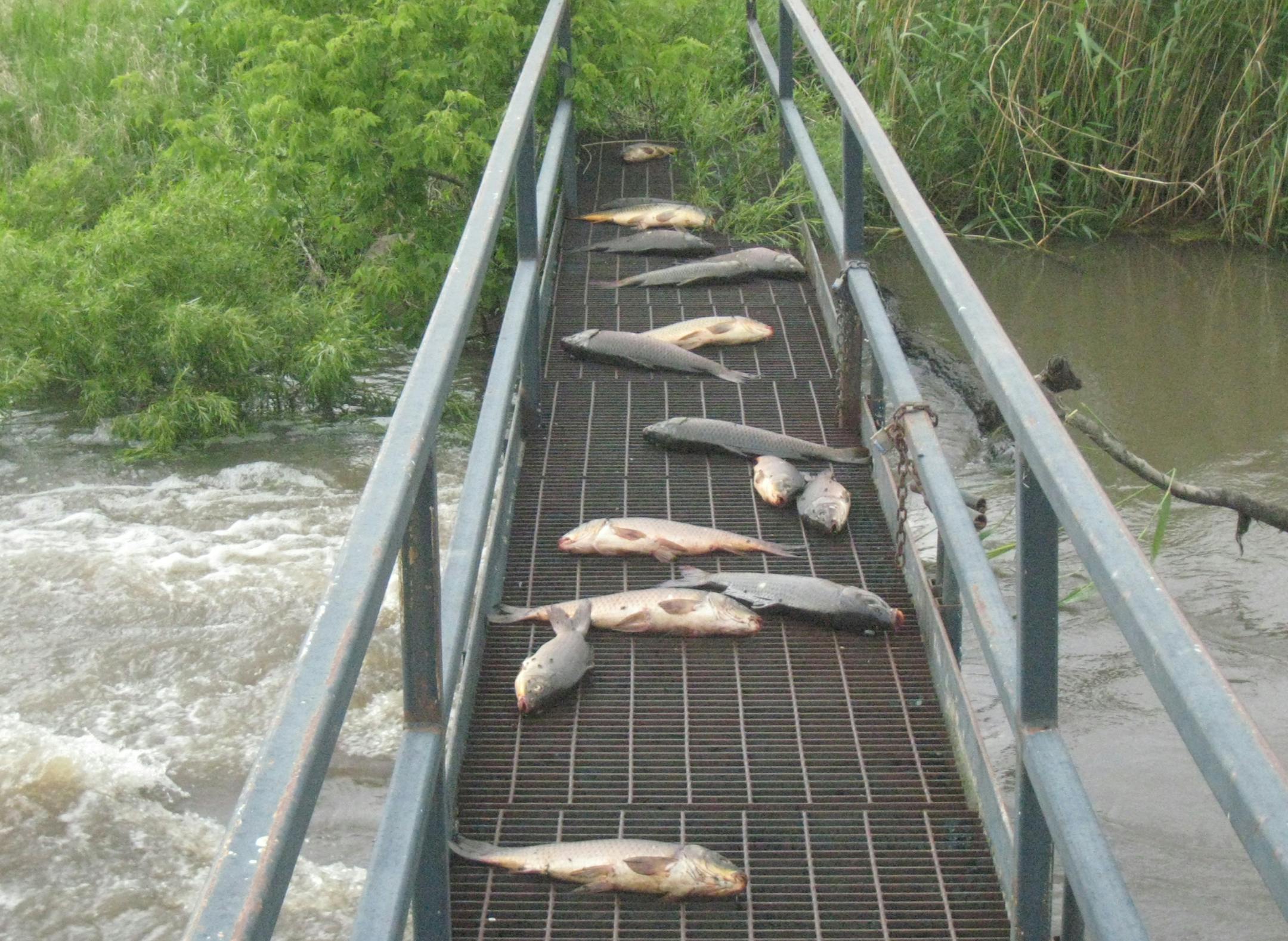Carp were stranded on a walkway at a water control structure at Big Slough waterfowl production area in Murray County after floodwaters subsided. A nearby fish barrier built to keep carp out of the slough was inundated with water, allowing carp to bypass the barrier. DNR photo